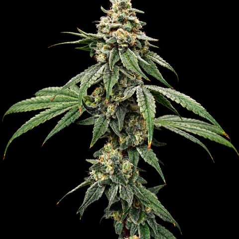 Strawberry Goji #2 growlog timeline photo