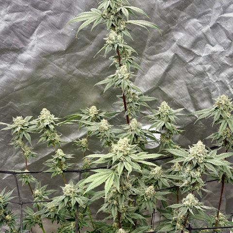 Strawberry Goji #2 growlog timeline photo