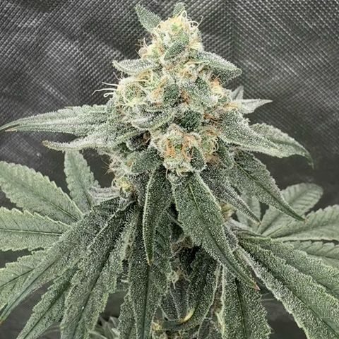 Strawberry Goji #2 growlog timeline photo