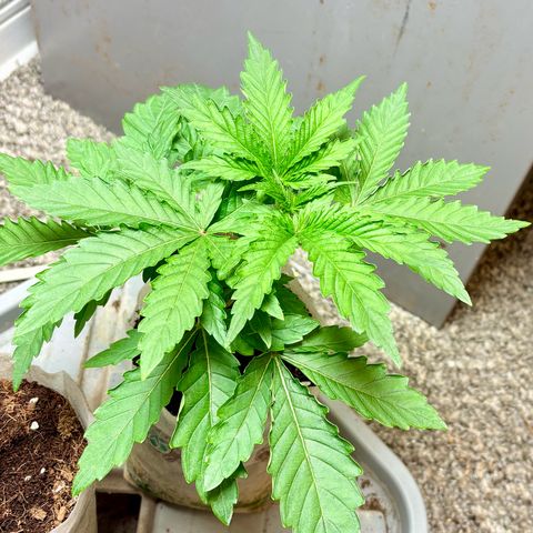Kacklesnatch #1 growlog timeline photo