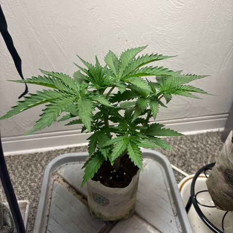 Kacklesnatch #1 growlog timeline photo