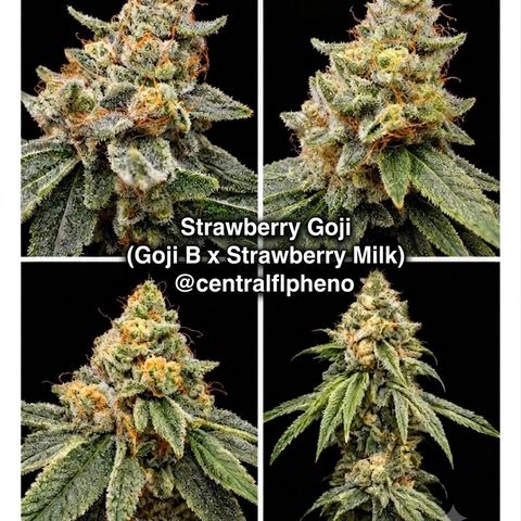 Strawberry Goji #2 growlog timeline photo