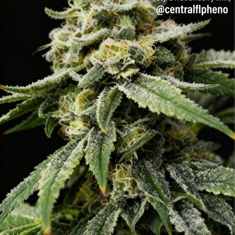Strawberry Goji #2 growlog timeline photo