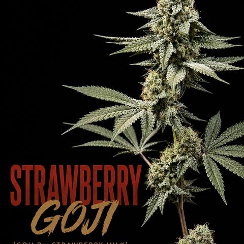 Strawberry Goji #2 growlog timeline photo