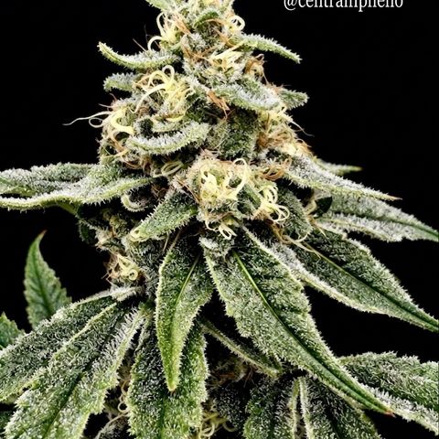Strawberry Goji #2 growlog timeline photo