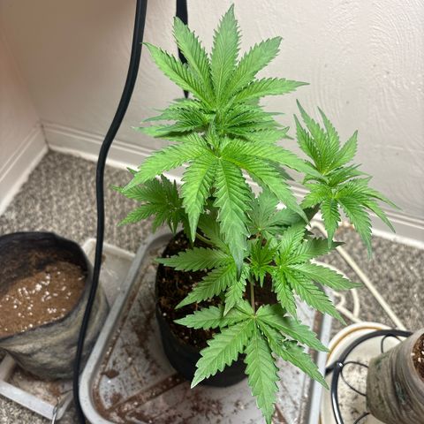 Kacklesnatch #1 growlog timeline photo