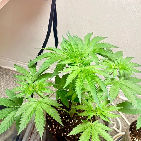 Kacklesnatch #1 growlog timeline photo