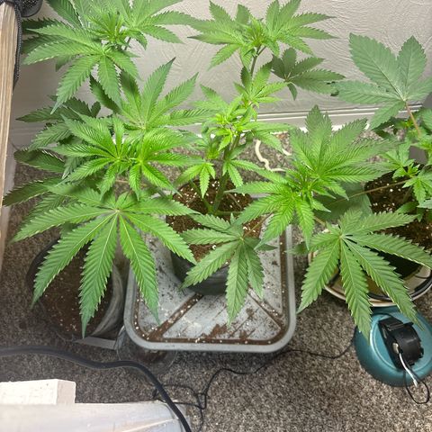 Kacklesnatch #1 growlog timeline photo