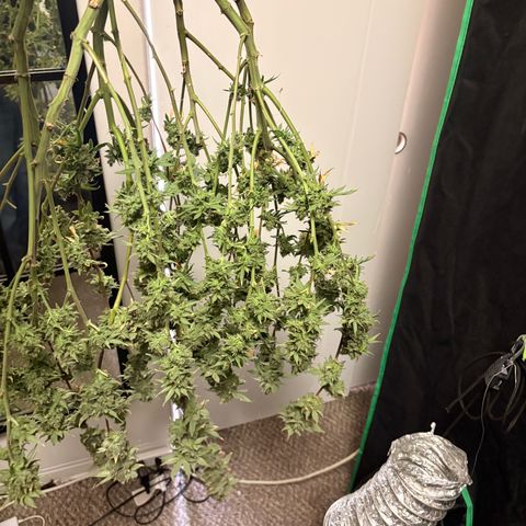 Strawberry Goji #2 growlog timeline photo