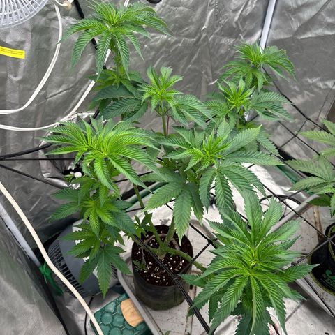 Kacklesnatch #1 growlog timeline photo