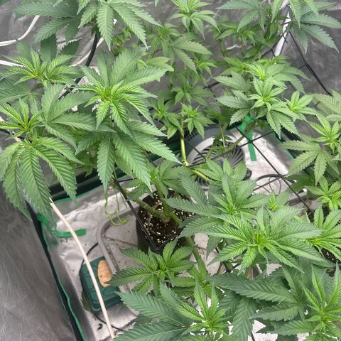 Kacklesnatch #1 growlog timeline photo