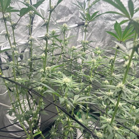 Kacklesnatch #1 growlog timeline photo