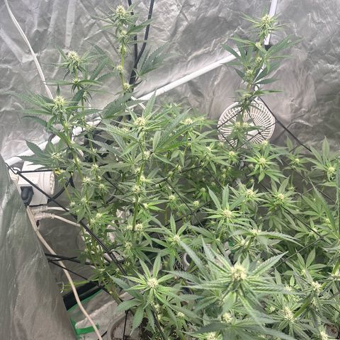 Kacklesnatch #1 growlog timeline photo