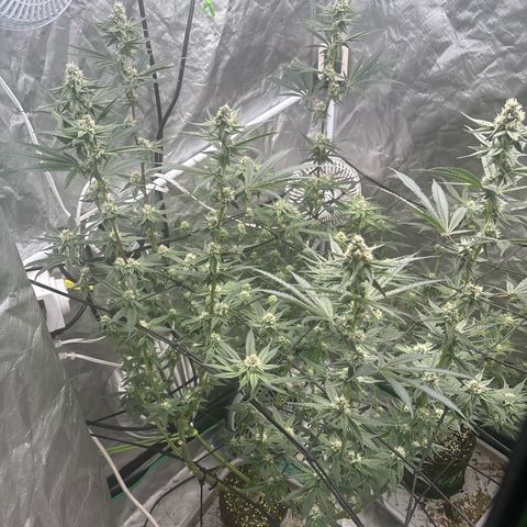 Kacklesnatch #1 growlog timeline photo
