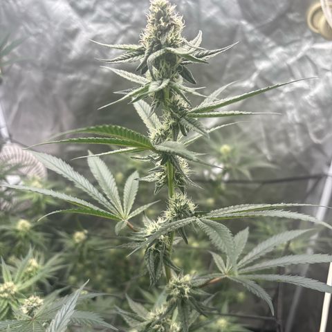 Kacklesnatch #1 growlog timeline photo