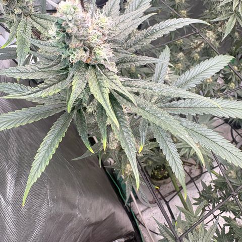 Kacklesnatch #1 growlog photo: Little bit of yellowing so I checked run off and EC was 6.7 and pH was 5.0 so I made a light feed to flush out a little and gonna check EC again 