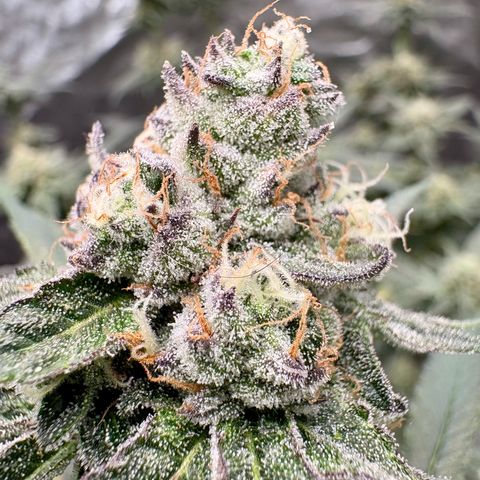 Kacklesnatch #1 growlog timeline photo