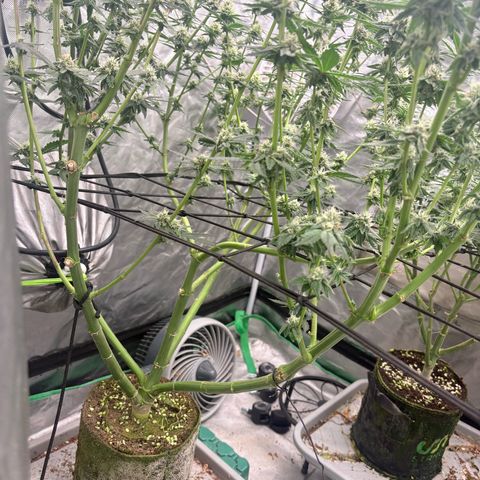 Kacklesnatch #1 growlog timeline photo