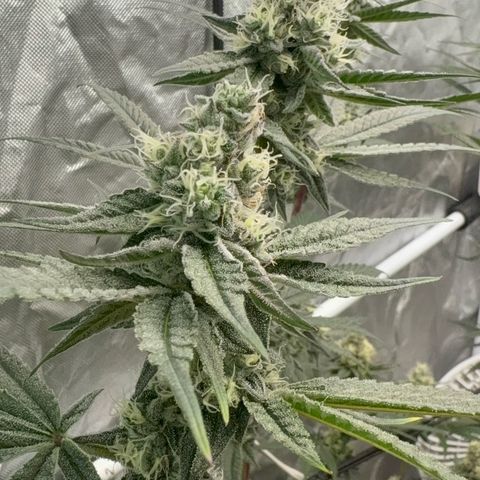 Kacklesnatch #1 growlog timeline photo