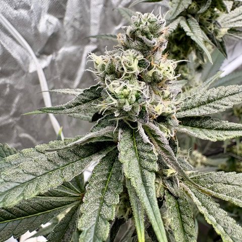 Kacklesnatch #1 growlog timeline photo