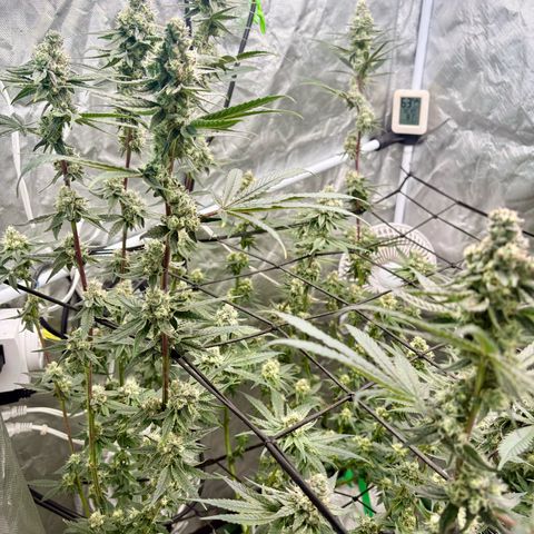 Kacklesnatch #1 growlog timeline photo