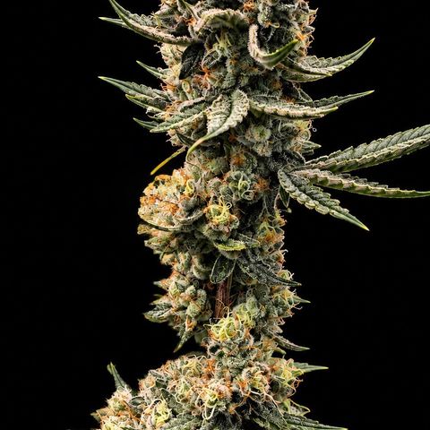 Kacklesnatch #1 growlog timeline photo