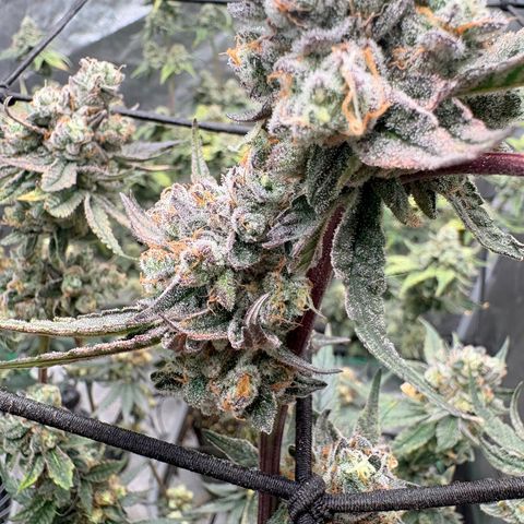Kacklesnatch #1 growlog timeline photo