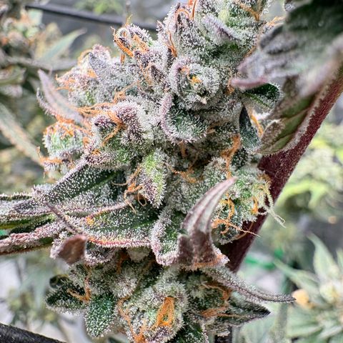 Kacklesnatch #1 growlog timeline photo