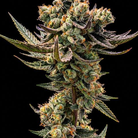 Kacklesnatch #1 growlog timeline photo