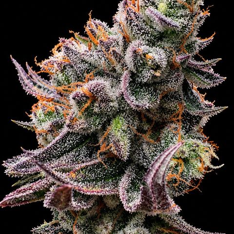 Kacklesnatch #1 growlog timeline photo