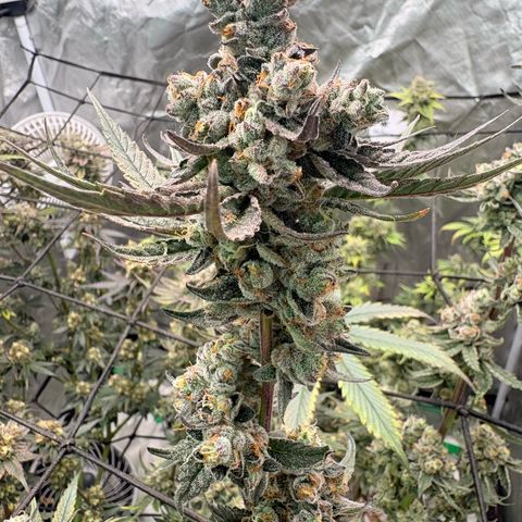 Kacklesnatch #1 growlog timeline photo