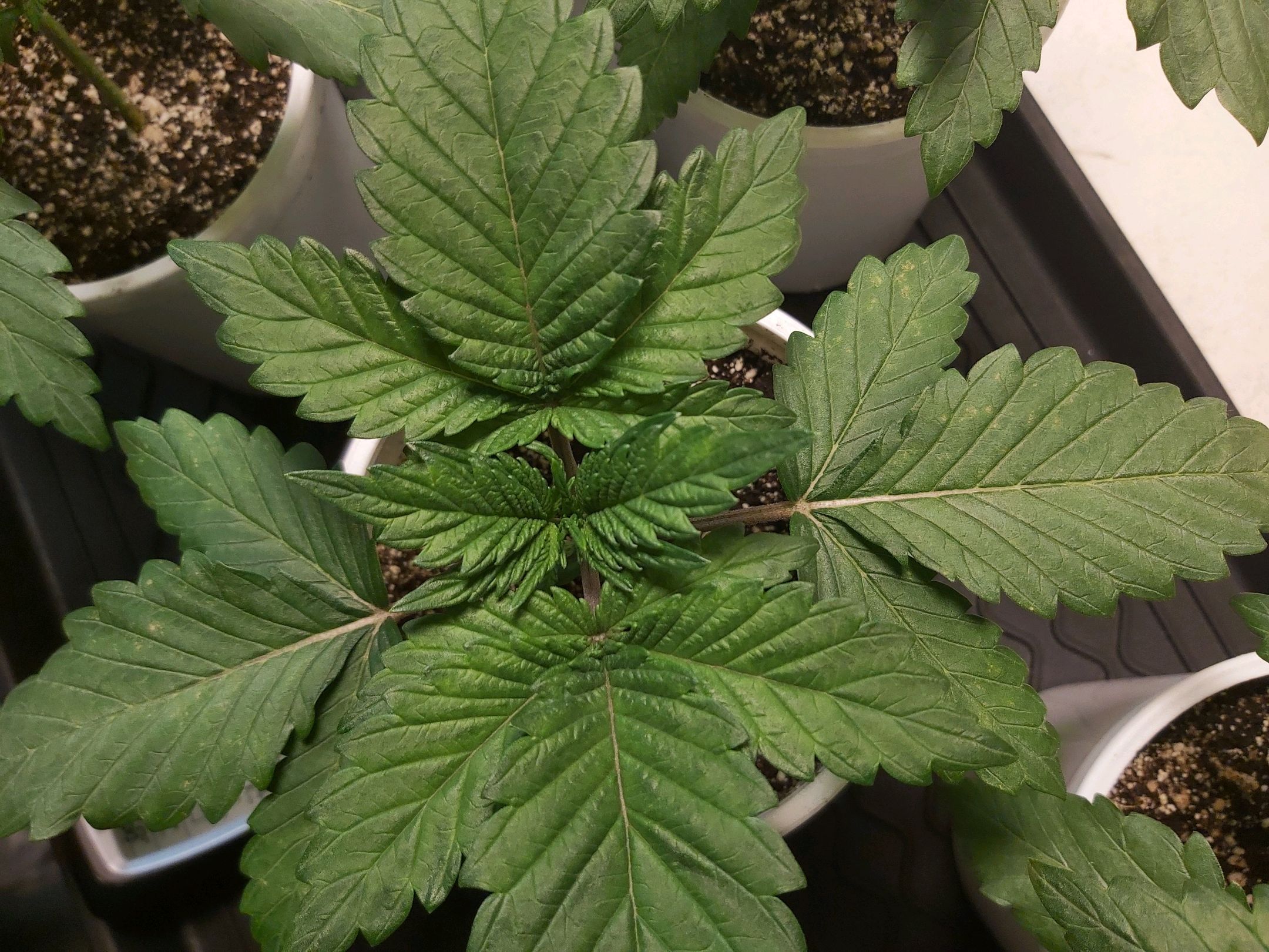 BagSeed A (x4) growlog header