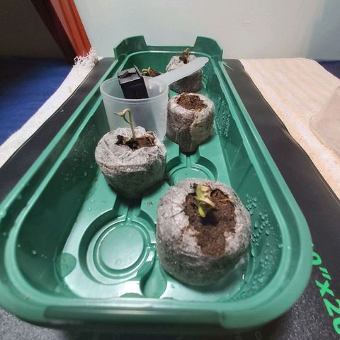 BagSeed A (x4) growlog photo