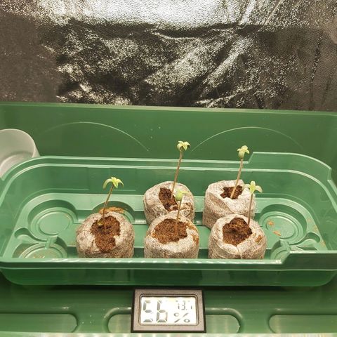 BagSeed A (x4) growlog photo