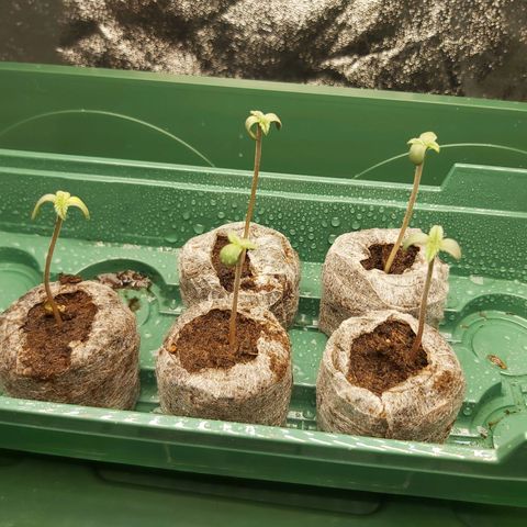 BagSeed A (x4) growlog photo