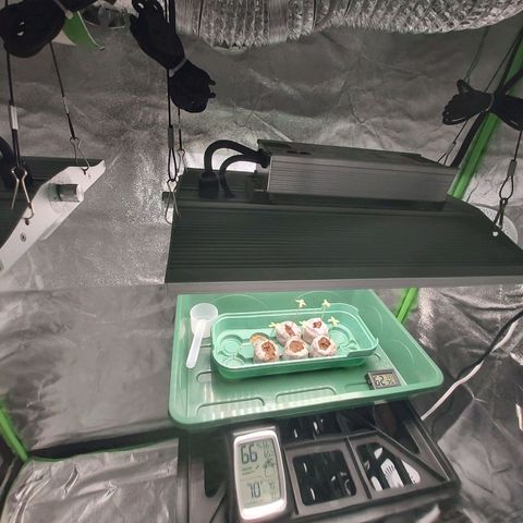 BagSeed A (x4) growlog photo