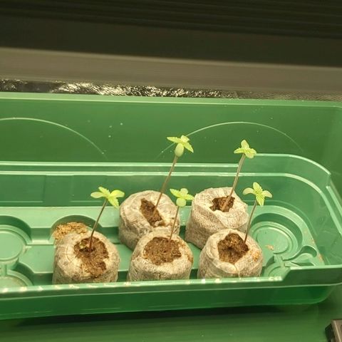 BagSeed A (x4) growlog timeline photo