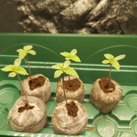 BagSeed A (x4) growlog photo