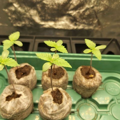 BagSeed A (x4) growlog photo: 12:50pm