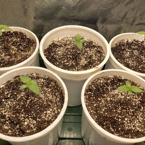 BagSeed A (x4) growlog timeline photo