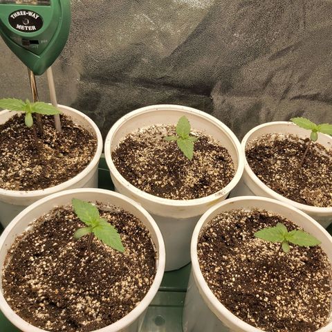 BagSeed A (x4) growlog photo: Meter added