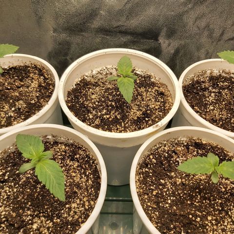 BagSeed A (x4) growlog timeline photo