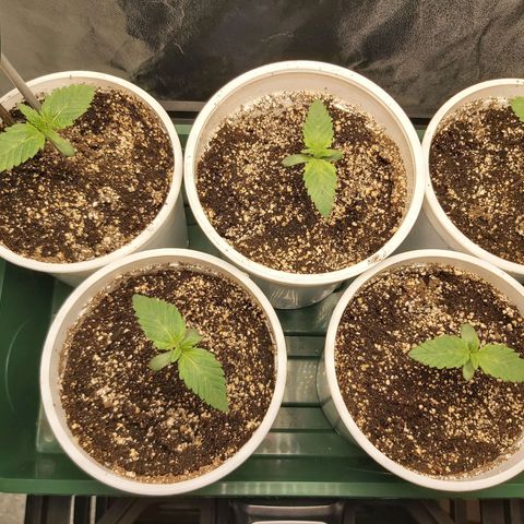 BagSeed A (x4) growlog timeline photo
