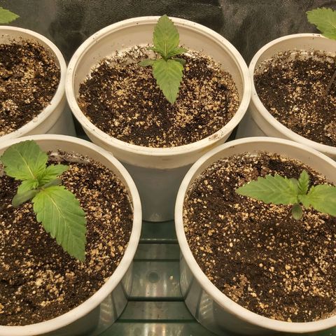 BagSeed A (x4) growlog timeline photo