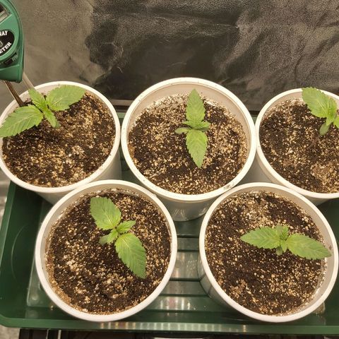 BagSeed A (x4) growlog timeline photo