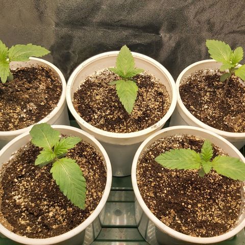 BagSeed A (x4) growlog timeline photo