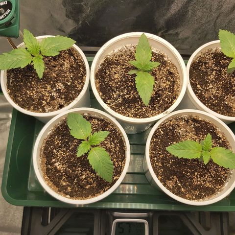 BagSeed A (x4) growlog timeline photo