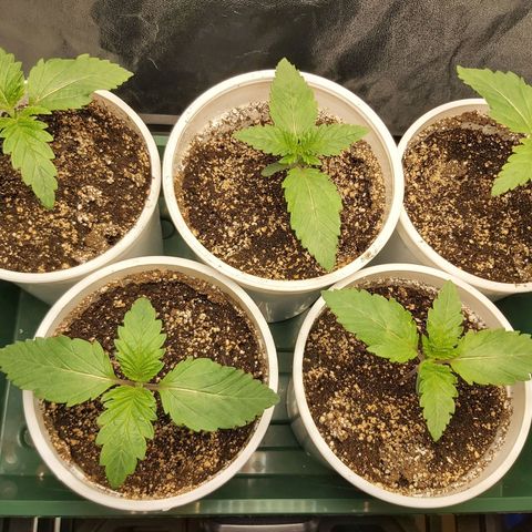 BagSeed A (x4) growlog timeline photo