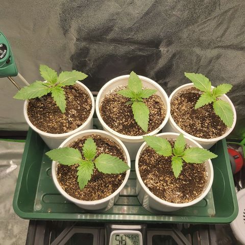 BagSeed A (x4) growlog timeline photo