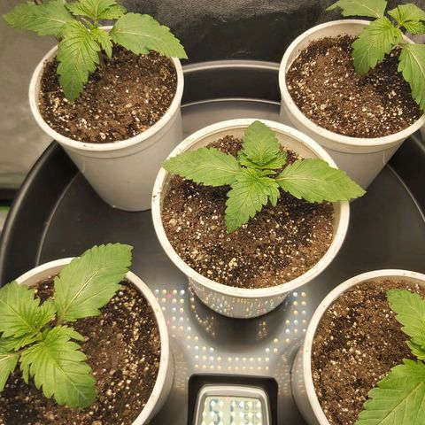 BagSeed A (x4) growlog timeline photo